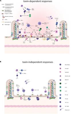 Host Immune Responses to Clostridioides difficile: Toxins and Beyond